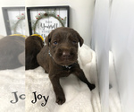 Small Photo #5 Labradoodle Puppy For Sale in KENLY, NC, USA