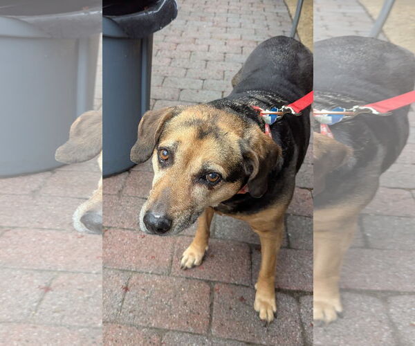 Medium Photo #7 Mutt Puppy For Sale in Oakhurst, NJ, USA