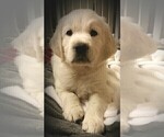 Small Photo #13 Labrador Retriever Puppy For Sale in FOUNTAIN, CO, USA