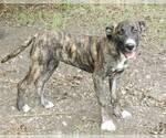 Small #3 Mountain Cur Mix