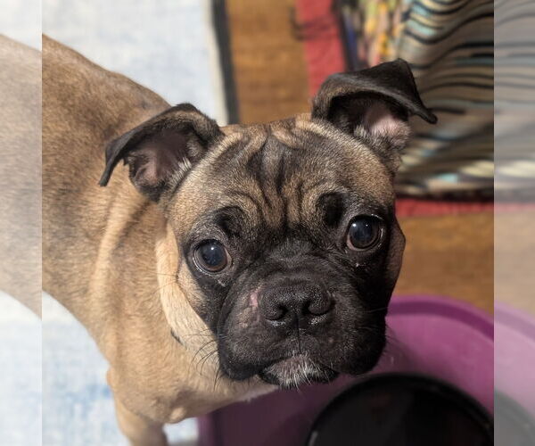 Medium Photo #2 Pug-Unknown Mix Puppy For Sale in Brooklyn Center, MN, USA