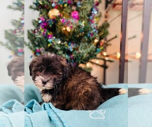 ShihPoo Puppy for sale in CINCINNATI, OH, USA