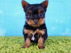 Small Photo #4 Yorkshire Terrier Puppy For Sale in LA MIRADA, CA, USA
