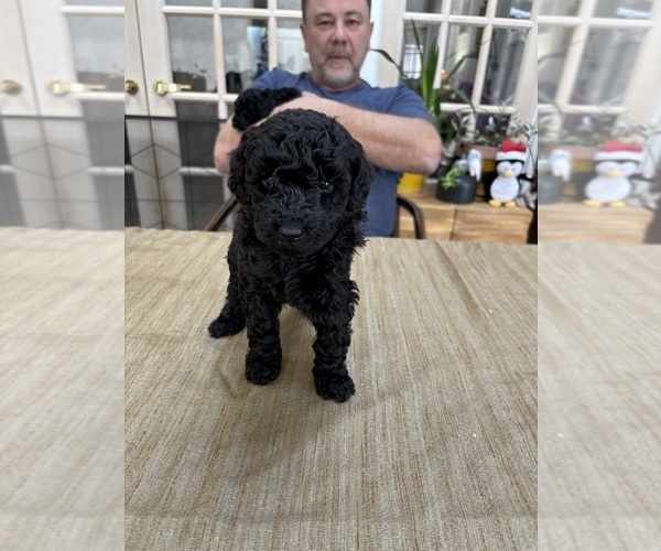 Medium Photo #21 Poodle (Miniature) Puppy For Sale in EAST AMHERST, NY, USA