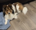 Charlie - Male Shetland Sheepdog Puppy for Sale - Photo #3