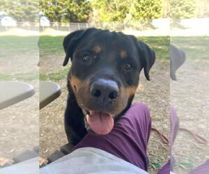 Rottweiler-Unknown Mix Dogs for adoption in Front Royal, VA, USA