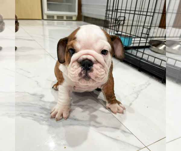 Full screen Photo #2 English Bulldog Puppy For Sale in HOLLYWOOD, FL, USA