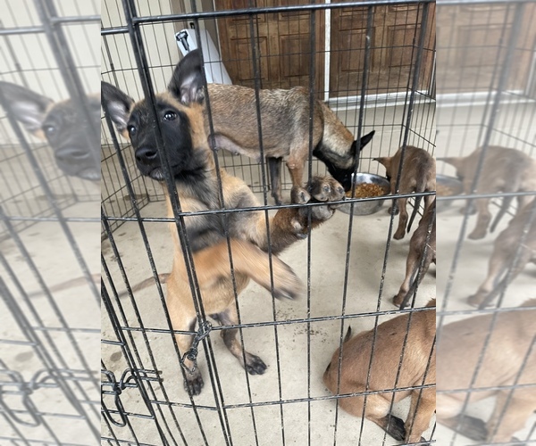 Medium Photo #1 Belgian Malinois Puppy For Sale in SQUAW VALLEY, CA, USA