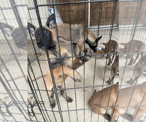 Belgian Malinois Puppy for Sale in SQUAW VALLEY, California USA