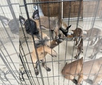 Small Photo #1 Belgian Malinois Puppy For Sale in SQUAW VALLEY, CA, USA
