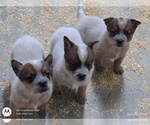 Small Photo #4 Australian Cattle Dog Puppy For Sale in WINGATE, NC, USA