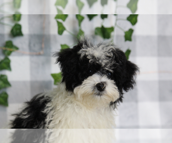 Medium Photo #2 Maltipoo (Miniature) Puppy For Sale in MARIETTA, GA, USA