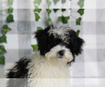 Small #1 Maltipoo (Miniature)