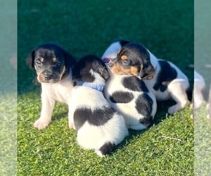 Jack-A-Bee Puppy for sale in PENROSE, CO, USA