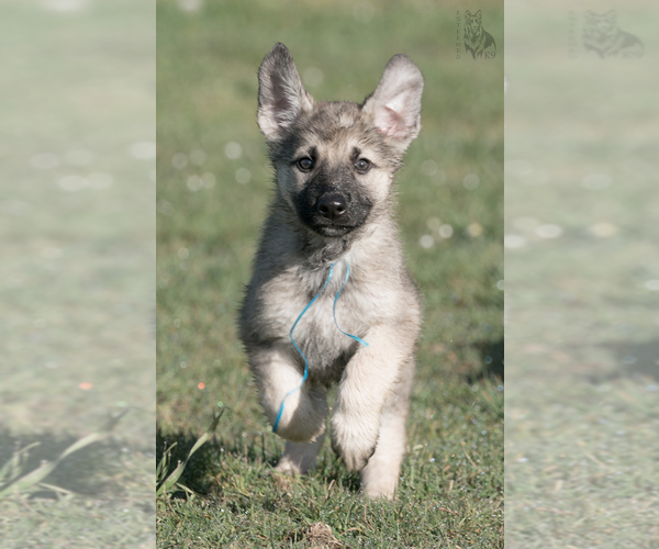 Medium Photo #15 German Shepherd Dog Puppy For Sale in PALERMO, CA, USA