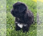 Small #2 Morkie