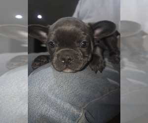 French Bulldog Puppy for sale in BLANCA, CO, USA
