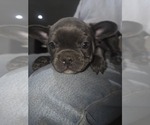Image preview for Ad Listing. Nickname: Litter of 2