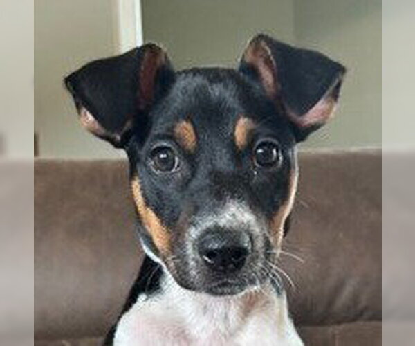 Medium Photo #1 Mutt Puppy For Sale in Canton, CT, USA