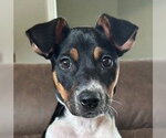 Small Mutt
