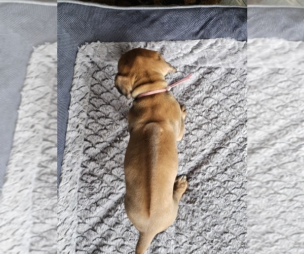Medium Photo #30 Rhodesian Ridgeback Puppy For Sale in BUMPASS, VA, USA