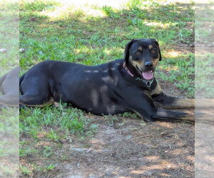 Sitka~Fee sponsored! - Male Labrador Retriever-Unknown Mix Dog for Adoption - Photo #5
