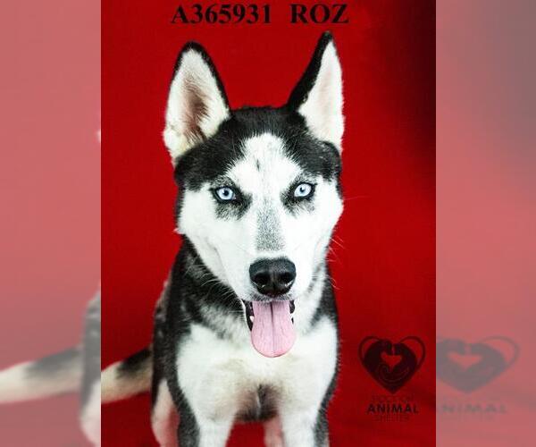 Medium Photo #2 Siberian Husky-Unknown Mix Puppy For Sale in Stockton, CA, USA