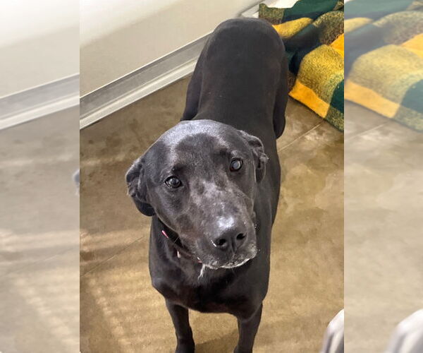 Medium Photo #3 Labrador Retriever-Unknown Mix Puppy For Sale in Pierceton , IN, USA