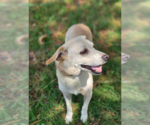 Small #1 Mutt