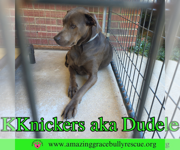 Medium Photo #6 Labrador Retriever-Unknown Mix Puppy For Sale in Pensacola, FL, USA