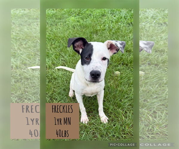 Medium Photo #1 Labrador Retriever-Unknown Mix Puppy For Sale in Woodbury, NY, USA