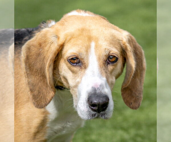 Medium Photo #1 Mutt Puppy For Sale in Hilton Head, SC, USA