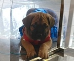 Small Photo #2 Cane Corso Puppy For Sale in HOUSTON, TX, USA