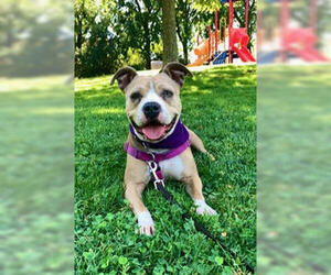 Staffordshire Bull Terrier-Unknown Mix Dogs for adoption in Davis, CA, USA