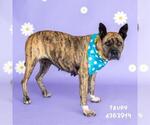 Small #1 Boxer Mix