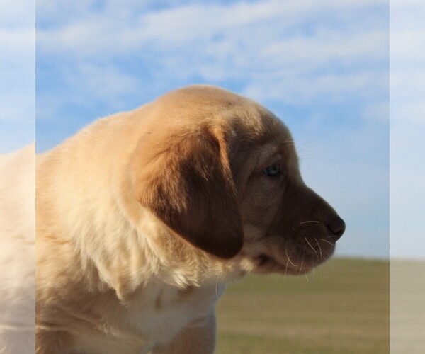 Medium Photo #3 Labrador Retriever Puppy For Sale in HAGERSTOWN, MD, USA