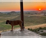 Small Photo #11 Spanish Mastiff Puppy For Sale in GILLETTE, WY, USA