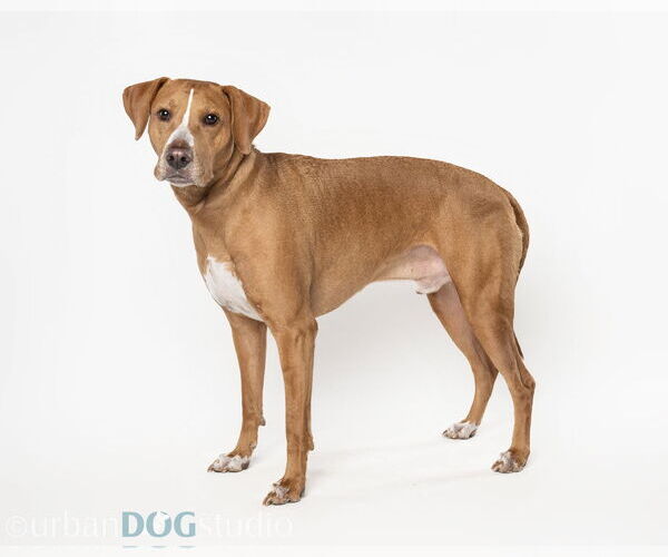 Medium Photo #5 Labralas Puppy For Sale in Tampa, FL, USA