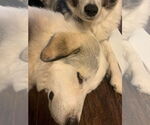 Small #9 Great Pyrenees Mix