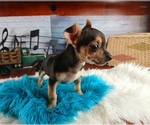 Small #3 Chihuahua