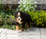 Small #2 Bernese Mountain Dog