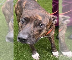 PAX - Male Mutt Dog for Adoption - Photo #2