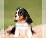 Small Photo #19 Cavalier King Charles Spaniel Puppy For Sale in WARSAW, IN, USA
