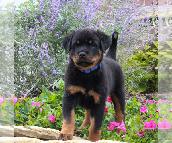 Medium Photo #3 Rottweiler Puppy For Sale in GAP, PA, USA