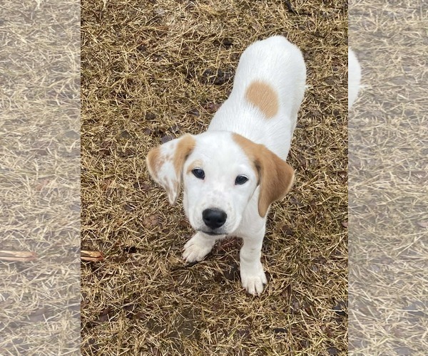 Medium Photo #6 Labrenees Puppy For Sale in Alexander, AR, USA