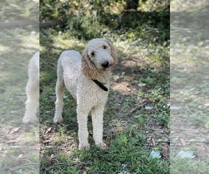 Father of the Poodle (Standard) puppies born on 04/02/2024