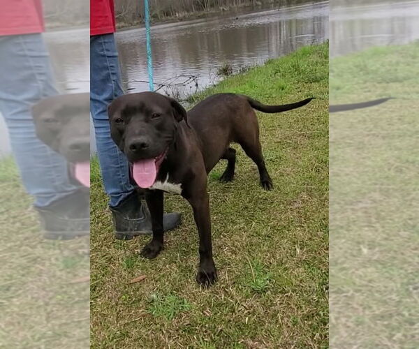 Medium Photo #2 Labrador Retriever-Unknown Mix Puppy For Sale in Tarrytown, GA, USA