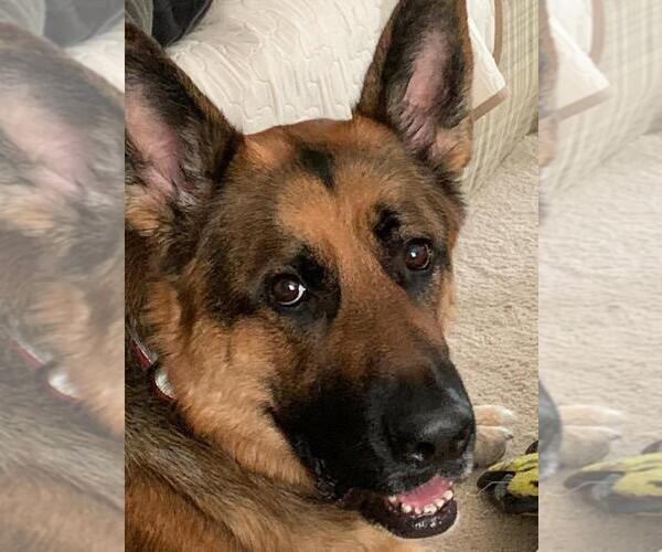 Medium Photo #12 German Shepherd Dog Puppy For Sale in LA FAYETTE, NY, USA