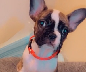 French Bulldog Puppy for sale in GREEN VALLEY, NV, USA