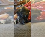 Small Photo #3 Mutt Puppy For Sale in Brewster, NY, USA